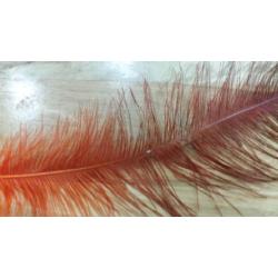 RHEA FEATHERS Image