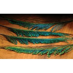 BIRD TAIL AND WING FEATHERS Image